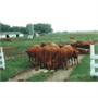 Drive-Thru Electric Gate 18ft. to 24ft. Drive-Thru Electric Gate 18ft. to 24ft.